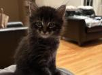Rex - Domestic Kitten For Sale - 
