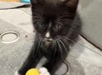 Bella - Domestic Kitten For Sale - Berlin&comma; CT&comma; US