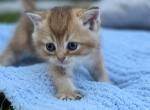 Sunny - Scottish Fold Kitten For Sale - Feasterville&comma; PA&comma; US