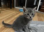 Ben - Domestic Kitten For Sale - Berlin&comma; CT&comma; US