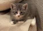 Bob - Domestic Kitten For Sale - Berlin&comma; CT&comma; US