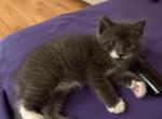 Bob - Domestic Kitten For Sale - Berlin&comma; CT&comma; US