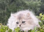Astra - British Shorthair Kitten For Sale - Matthews&comma; NC&comma; US