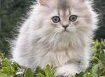 Astra - British Shorthair Kitten For Sale - Matthews&comma; NC&comma; US