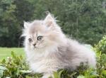 Astra - British Shorthair Kitten For Sale - Matthews&comma; NC&comma; US