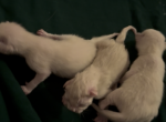 Zayn - Siamese Kitten For Sale - Fitchburg&comma; WI&comma; US