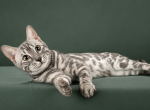Maximus from Fashionkitties - Bengal Kitten For Sale - Charlotte&comma; NC&comma; US