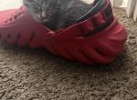 Ocean - Maine Coon Kitten For Sale - Little Rock&comma; AR&comma; US