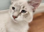 Simon of the Fairytales Litter - Ragdoll Kitten For Sale - Bell&comma; FL&comma; US