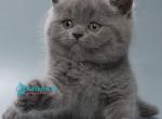 Quincy - British Shorthair Kitten For Sale - Norwalk&comma; CT&comma; US