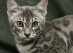 Sapphire from Fashionkitties - Bengal Kitten For Sale - Charlotte&comma; NC&comma; US