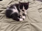 Pepper - Persian Kitten For Sale - 