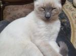 Siamese Cattery Reduction Sale - Siamese Kitten For Sale - Garner&comma; NC&comma; US
