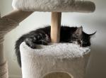 Luna and Emmetts Miles - Maine Coon Kitten For Sale - New Albany&comma; OH&comma; US