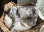 Luna and Emmetts Gwen - Maine Coon Kitten For Sale - New Albany&comma; OH&comma; US