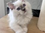 ARIA Blue mitted Female - Ragdoll Kitten For Sale - Chattanooga&comma; TN&comma; US