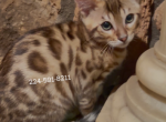 Bengal Kitten Brown Male - Bengal Kitten For Sale - Hoffman Est&comma; IL&comma; US