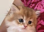 Kristoff - British Shorthair Kitten For Sale - Pendergrass&comma; GA&comma; US