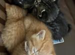 Orange kitty - Domestic Kitten For Sale - Saint Paul&comma; MN&comma; US