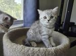 Luna - Scottish Straight Kitten For Sale - 