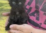 Rhiannon Empyrean Litter - Maine Coon Kitten For Sale - Doniphan&comma; MO&comma; US
