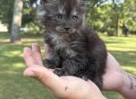Violet Empyrean Litter - Maine Coon Kitten For Sale - Doniphan&comma; MO&comma; US