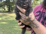 Andarna Empyrean Litter - Maine Coon Kitten For Sale - Doniphan&comma; MO&comma; US