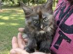 Poppy Dream Works Litter - Maine Coon Kitten For Sale - Doniphan&comma; MO&comma; US