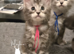 Juniper - Maine Coon Kitten For Sale - Gainesville&comma; GA&comma; US