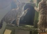 Charcoal Sepia - Bengal Kitten For Sale - Hermann&comma; MO&comma; US