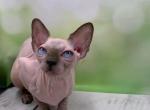 Hanry - Sphynx Kitten For Sale - Brooklyn&comma; NY&comma; US