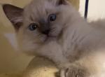 Kitten 2 Yellow - Ragdoll Kitten For Sale - 