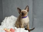Athena - Devon Rex Kitten For Sale - Brooklyn&comma; NY&comma; US