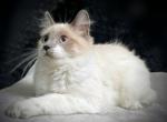 Cute colorful kittens - Domestic Kitten For Sale - Portola&comma; CA&comma; US