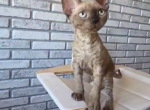 Atlas - Devon Rex Kitten For Sale - Brooklyn&comma; NY&comma; US