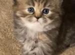 Peppers Persian - Persian Kitten For Sale - Havre De Grace&comma; MD&comma; US