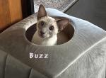 Buzz - Siamese Cat For Sale - Banning&comma; CA&comma; US