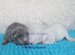 Russian White Kittens - Russian Blue Kitten For Sale - Springfield&comma; OH&comma; US