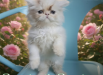 Cfa chocolate van male persian kitten - Persian Kitten For Sale - Woodburn&comma; IN&comma; US