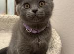 Blue British Shorthair - British Shorthair Kitten For Sale - Golden&comma; CO&comma; US