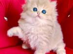 British Longhair Blue Golden Female - British Shorthair Kitten For Sale - Aliso Viejo&comma; CA&comma; US