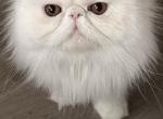 Coco - Persian Cat For Sale/Retired Breeding - CT&comma; US