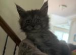 Smoke grey polydactyl female - Maine Coon Kitten For Sale - Chapel Hill&comma; NC&comma; US