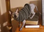Tommy - Sphynx Kitten For Sale - IL&comma; US
