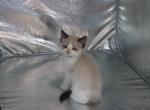 Jingle - Ragdoll Kitten For Sale - Lebanon&comma; PA&comma; US