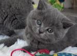 Scottish straight boy color blue dense plush coat - Scottish Straight Kitten For Sale - Davenport&comma; FL&comma; US