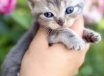 Scottish Fold and Straight kittens - Scottish Fold Kitten For Sale - IL&comma; US