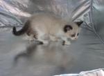 Darci - Ragdoll Kitten For Sale - Lebanon&comma; PA&comma; US
