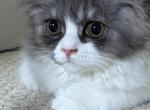 Baw - Persian Kitten For Sale - 