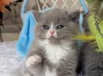 Scottish straight cinnamon color girl rare - Scottish Straight Kitten For Sale - Davenport&comma; FL&comma; US